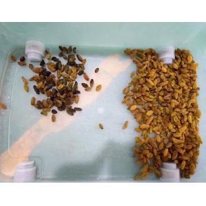 Wenyao CCD Camera Intelligent Color Sorter Raisin Color Sorting Machine