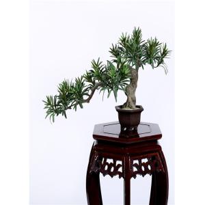 Cheap Buddhist Bonsai Pine Tree 25*52cm No Watering Trimming Timeless Beauty for sale