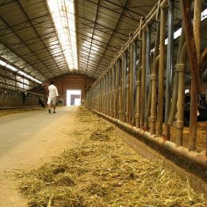 Modern Light Steel Frame Horse Barns , Steel Structure Building Cattle Shed