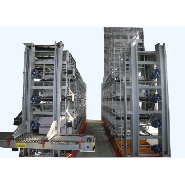 Quality Energy Saving Automated Poultry Equipment Manure Removal  For Healthy Layer Chicken wholesale