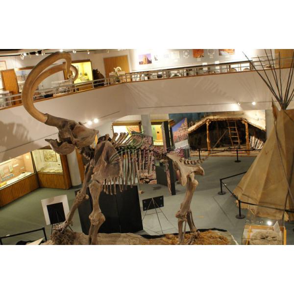 Museum Standard Fiberglass Complete Dinosaur Fossil With Anti Rust Steel Frame