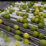 Intelligent 6 Channels Lemons Sorting Grading Machine 360° Rotational Scanning