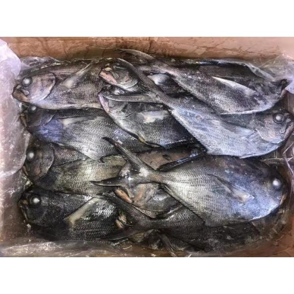 Fresh 500G-1000G Frozen Black Pomfret Fish For Restaurant