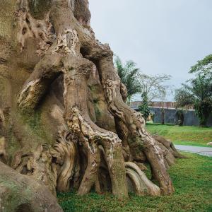 30m Tall Magic Treehouse for theme park – Artificial House Trees of life Designs