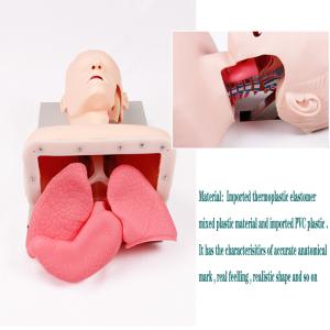 Medical Anatomy Human Airway Training Manikin Model Advanced Trachea Intubation