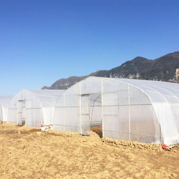 Quality Agriculture Plastic Film Covered Single Tunnel Greenhouse For Tropical Climate wholesale