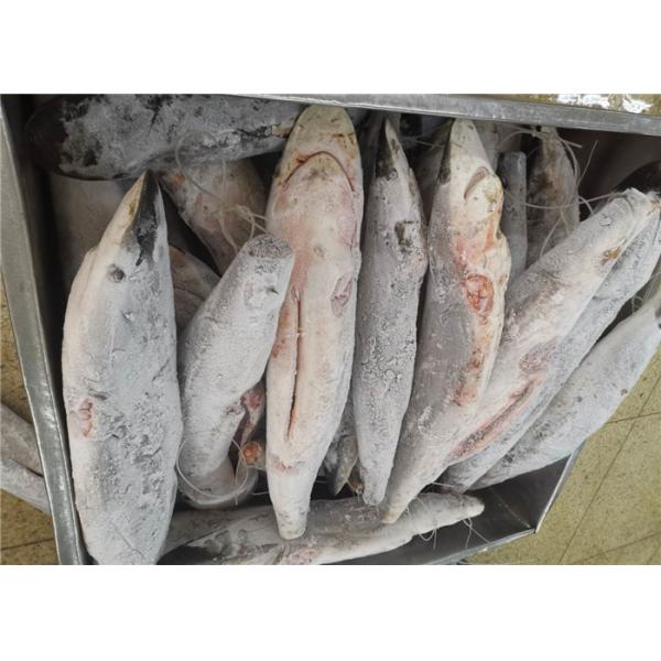 Quality Delicious Seafrozen Sailfish 15kg 20kg Frozen Marlin wholesale