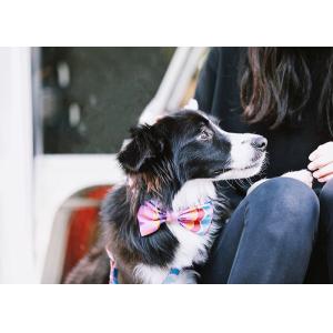 6cm Purple Kitten Cat Puppy Bow Tie Collar And Lead Set Small Medium