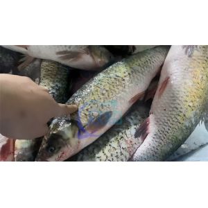 Seafood processing plant machinery and equipment efficiently remove fish scales