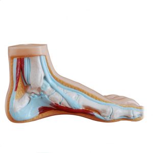 Life Size 3 Parts Bow / Flat / Normal Foot Anatomy Model For Medical Teaching