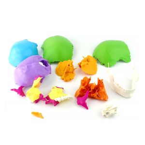Disarticulated Human cranial 22 Parts cranial Model, Human Exploded cranial