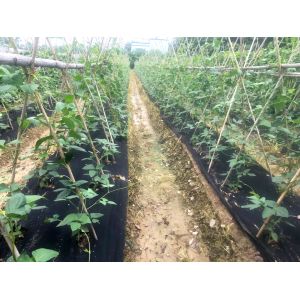 China Vegetable Garden Agricultural Weed Block Fabric Black Plastic Ground Cover on sale
