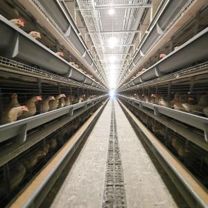 China Wire Mesh 60-384 Egg Chicken Cage , HDG Q235 Layer Farming Cage on sale