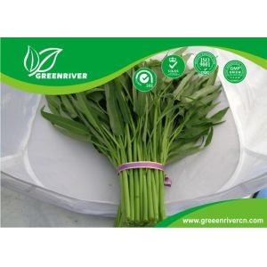 China Yellow Green lance leaf water spinach seeds in Prostrate type on sale