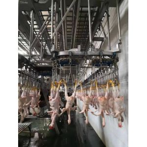6000bph POULTRY Slaught Line Abattoir for Improved Productivity