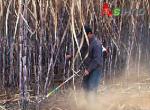 Knapsack Sugarcane Harvester for Agriculture Machine,