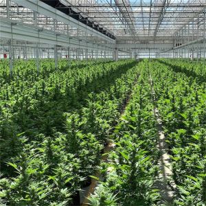 30*100Ft High Tunnel Automated Greenhouse Blackout Systems Kit