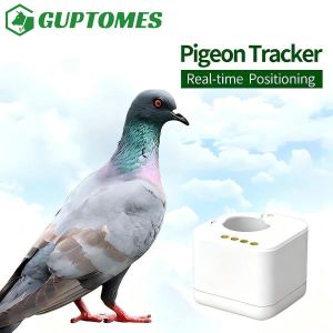 Tamper Proof Compact Racing Pigeon GPS Tracker With Flight Trajectory Analysis