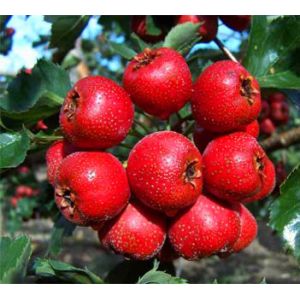 dried hawthorn berry extract fruit leaf extract with flavone 5%-80% hawthorn