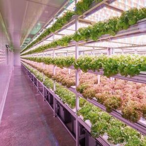 Department Shipping Container Greenhouse LED Lighting Solution for Vegetable