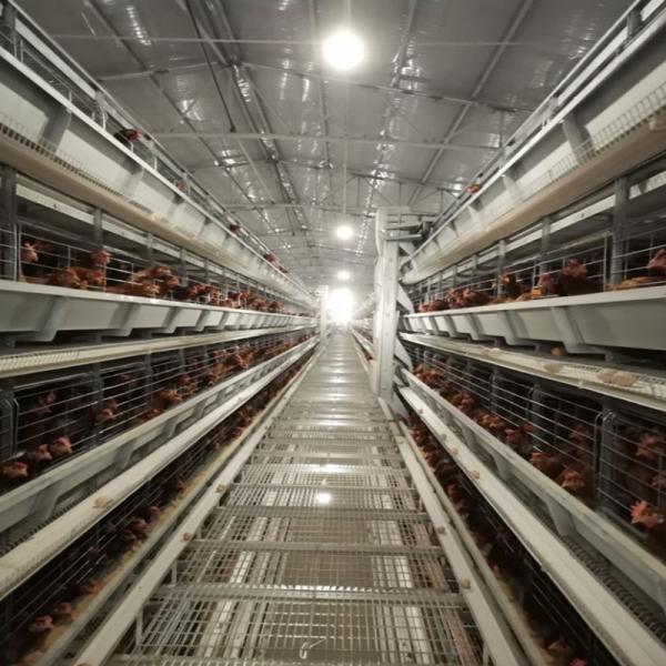 Uganda Poultry Layer Farm Chicken Cage Automatic Drinker H Type