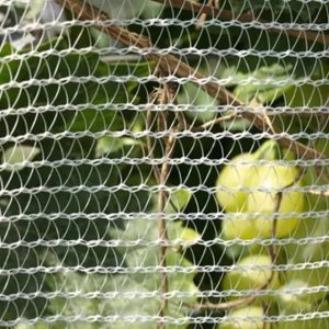 Plastic Protect Netting Agriculture Apple Tree Vegetable Orchard Anti Hail