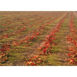 20000SHU Dried Chinese Chilis Vacuume Packing Spicy Chaotian / Tianjin Chilli