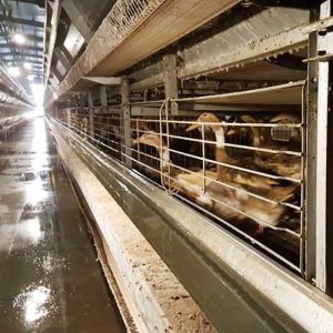 H Type 3/4tiers Hot Galvanized Layer Egg Duck Poultry House Cages Egg Duck Cage