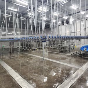 1000bph Automatic Chicken Slaughtering Equipment For Poultry Slaughterhouse