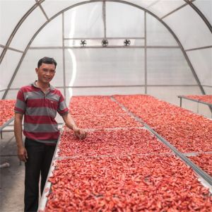 China Controlled Environment Greenhouse for Herb and Vegetable Drying with PC Board Design on sale