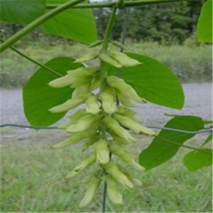 Cheap Natural Mucuna pruriens extract for Levodopa 99% L-Dopa for sale