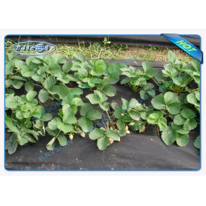 China Winter Keep Heat / Fertilizer Agriculture Non Wover Cultivating Seedling Ground Cover on sale
