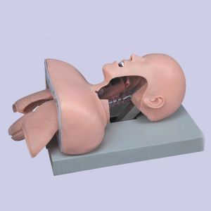 China Medical Anatomy Human Airway Training Manikin Model Advanced Trachea Intubation Simulation on sale