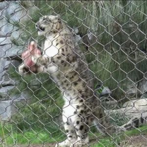 China Stainless Steel Rust-Proof Bird Cage Cable Mesh With 2mm In Aperture 50mm on sale