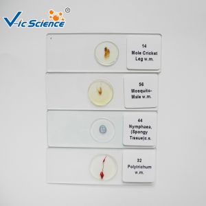 Medical Lab Stage Microscope Slide Female Mosquito Mouth Parts
