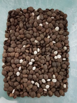 3t/h Sacha Inchi Sorting Machine CE Certificated Intelligent dust cleaning