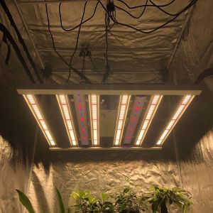 480W 6Bar Samsung LM301B 4x4 LED Grow Light For Indoor Plant