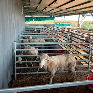 40x40mm Livestock Sheep Panel Fence Protective Sheep Goat Panels