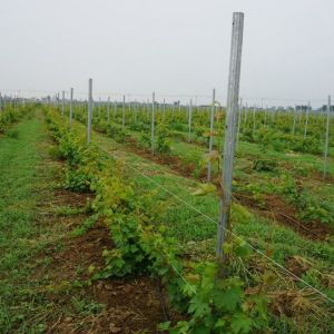 Power Coated Round / Square Metal Vineyard Trellis Posts Q195 / Q235Material