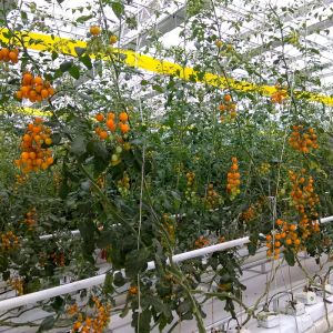 Cheap Strong And Flexible Tomato Twine For Easy Plant Support And Training UV Stabilization for sale