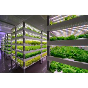 Intelligent Temperature Control Juxiang Leafy Vegetable Container House Heating