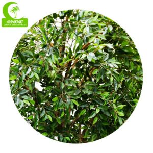 No Nursing H150cm Plastic Ficus Tree , Small Artificial Tree durable