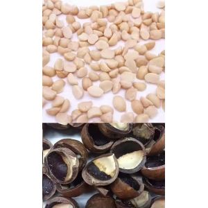Accuracy CCD Camera Automatic Macadamia Nut Color Sorting Machine