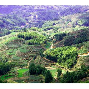 Ecological small green tea shouning mountain cloud tea 2018 new tea drying green