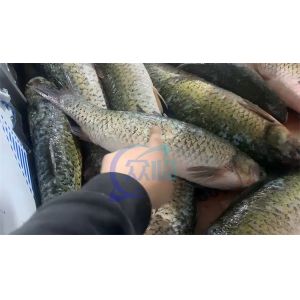 Seafood processing plant machinery and equipment efficiently remove fish scales