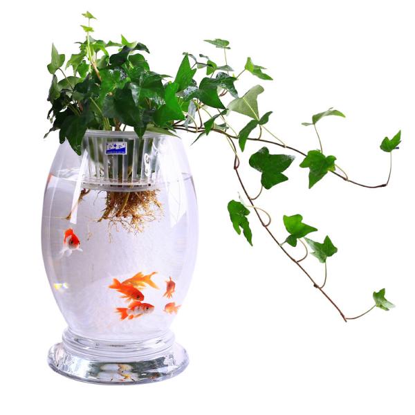 Glass hydroponic vase flowerpot transparent dinosaur egg green bamboo bamboo fish aquarium vessel containers