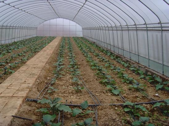 Quality Small Size Single Span Greenhouse , Easy Operate Polyethylene Foil Greenhouse wholesale
