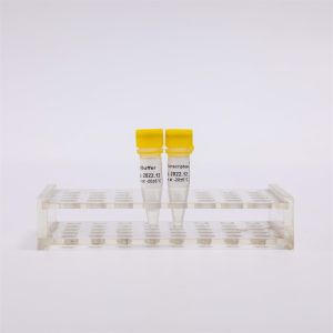 Cheap cDNA Rt PCR Gold Reverse Transcriptase R3001 2000U R3002 10000U for sale