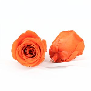 No Allergy Eternal Dia5-6cm Preserved Rose Heads