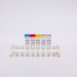 Cheap 100 Rxns RT PCR Mix for sale